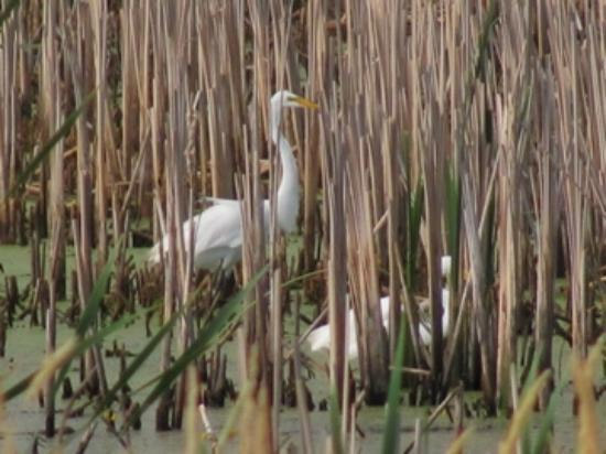 Big Slough Wilderness Area