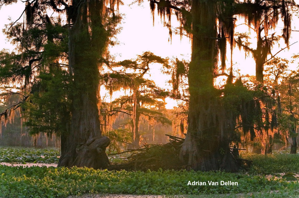 Caddo Lake State Park