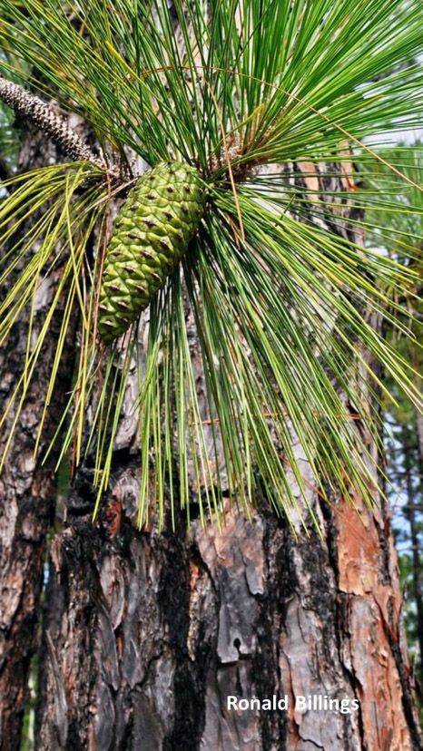 John Henry Kirby Memorial State Forest