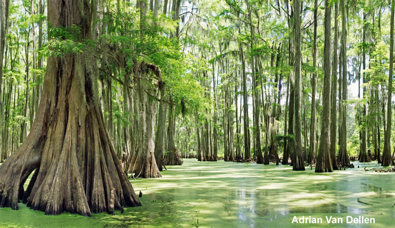 Caddo Lake Wildlife Management Area