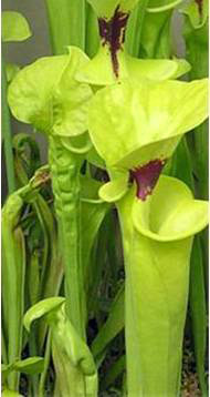 Pitcher Plant Trail