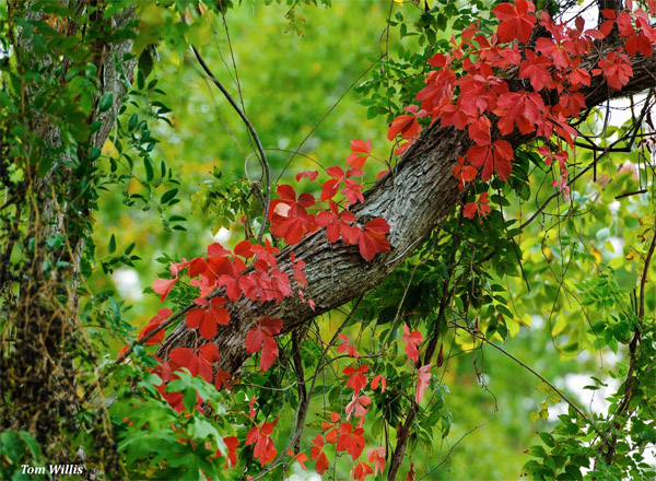 Stephen F. Austin Experimental Forest Interpretive Trail