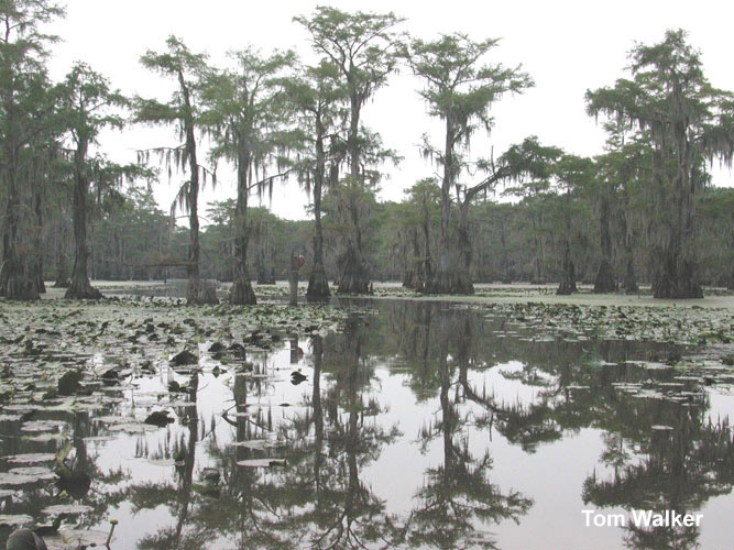 Turtle Shell Paddling Trail