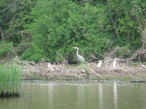 Chandler Upper Neches Paddling Trail