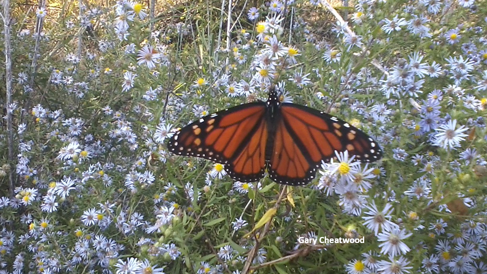 Mineola Nature Preserve